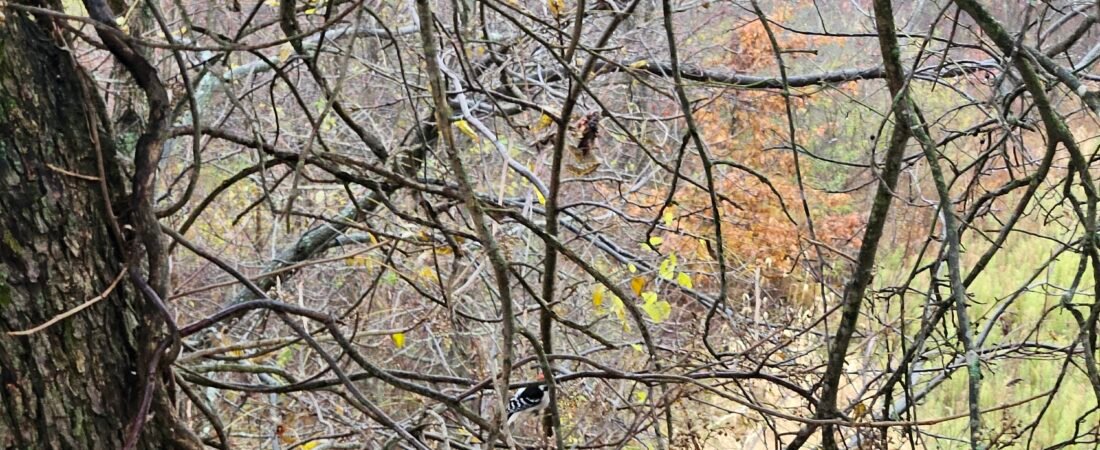 November 7 – Evening Prayer in the Woods