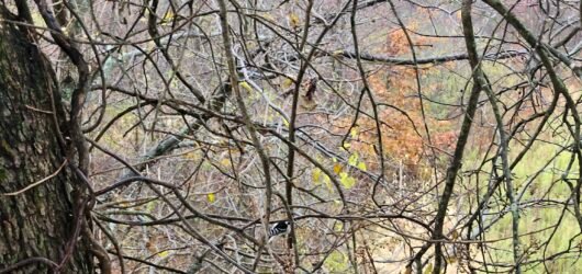 November 7 – Evening Prayer in the Woods