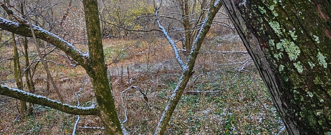 Morning in the Stand