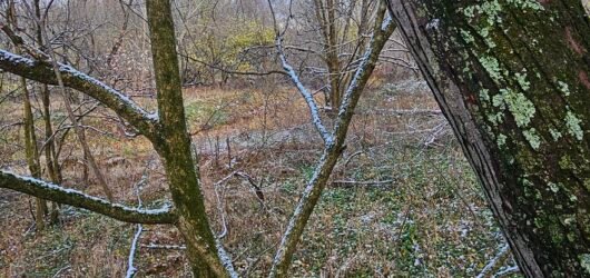 Morning in the Stand